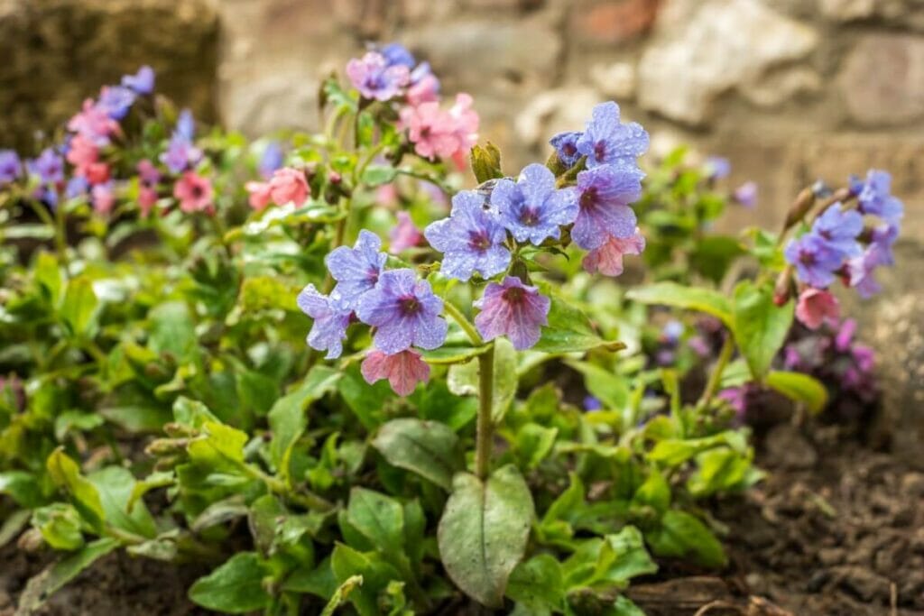 Que signifie la pulmonaire dans le langage des fleurs ?