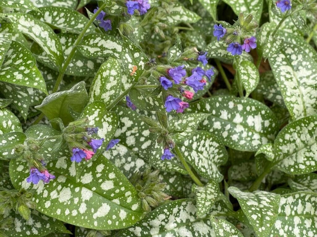 Utilisations et bienfaits des fleurs de pulmonaire