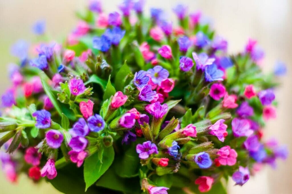 Occasions de cadeaux appropriées pour les fleurs de pulmonaire