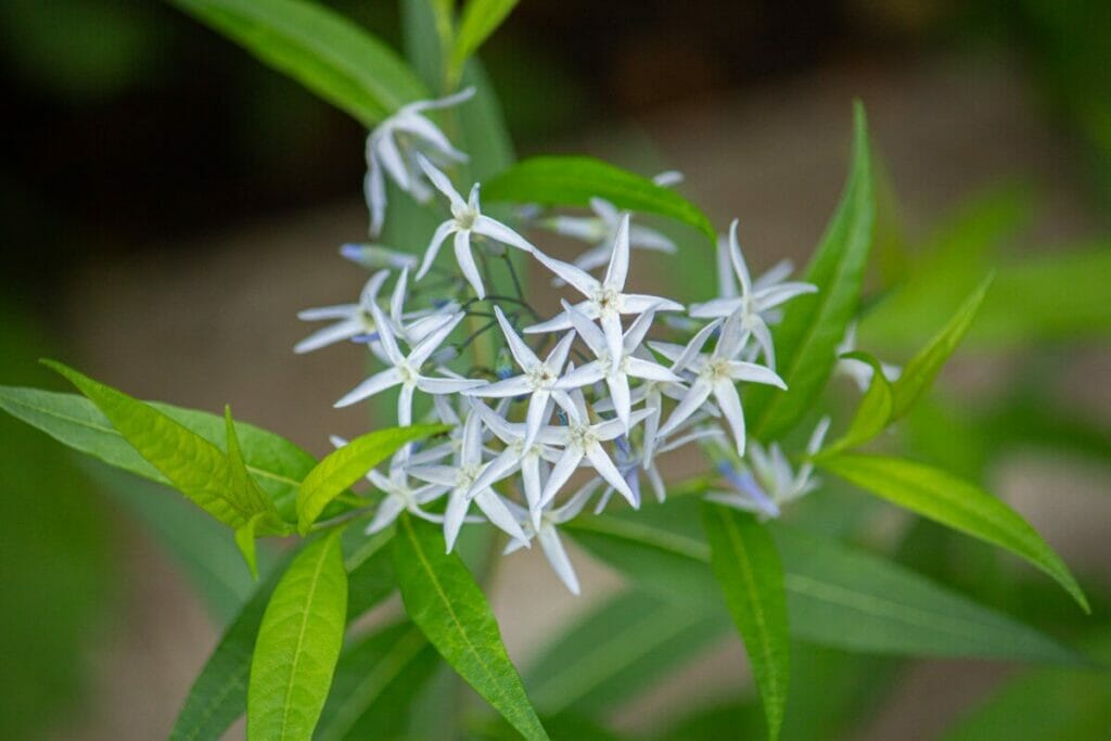 La signification, le symbolisme et l'importance culturelle des fleurs d'étoiles bleues