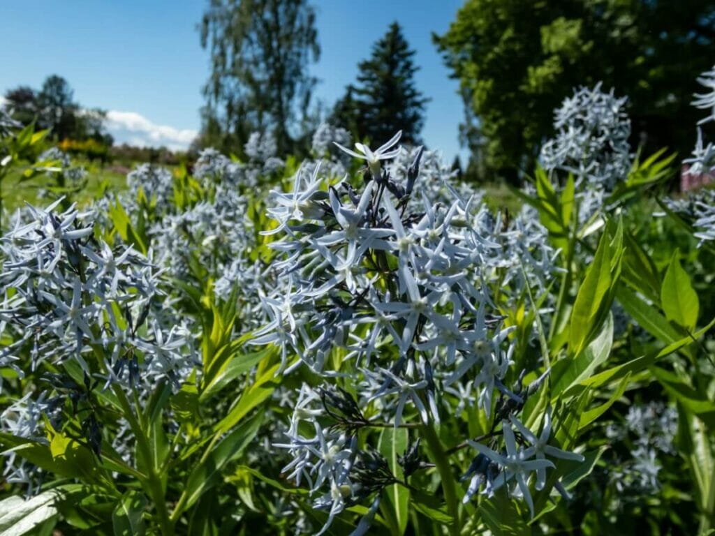 Les utilisations et les bienfaits des fleurs de l'étoile bleue