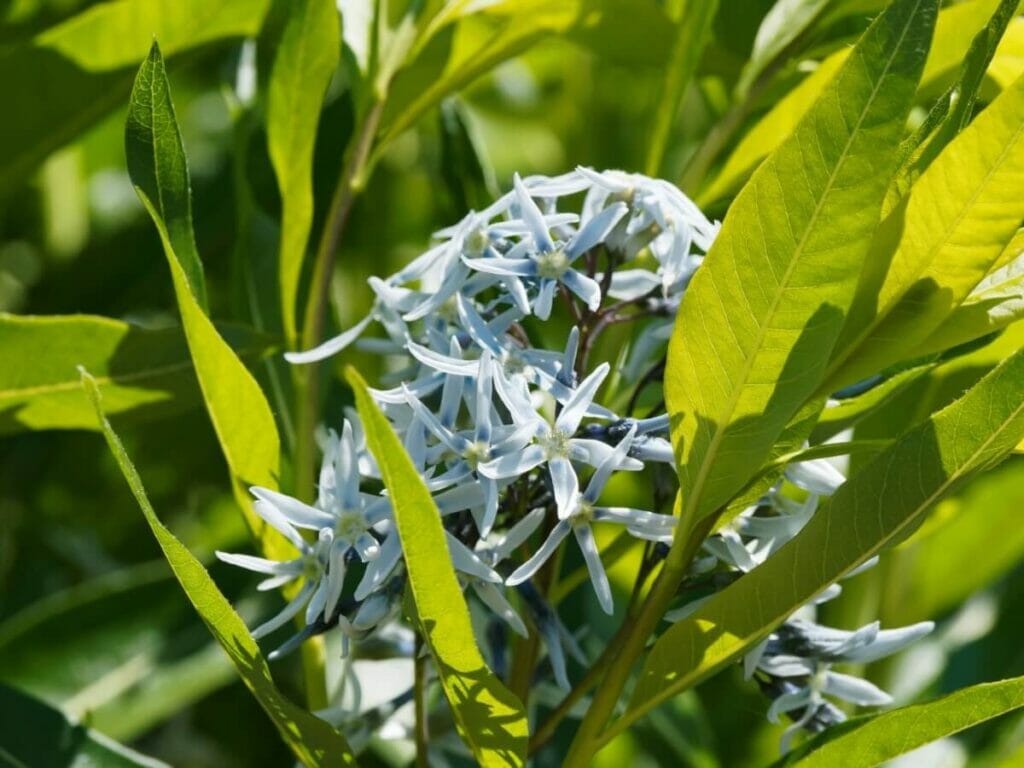 Occasions de cadeaux appropriées pour Blue Star Flowers