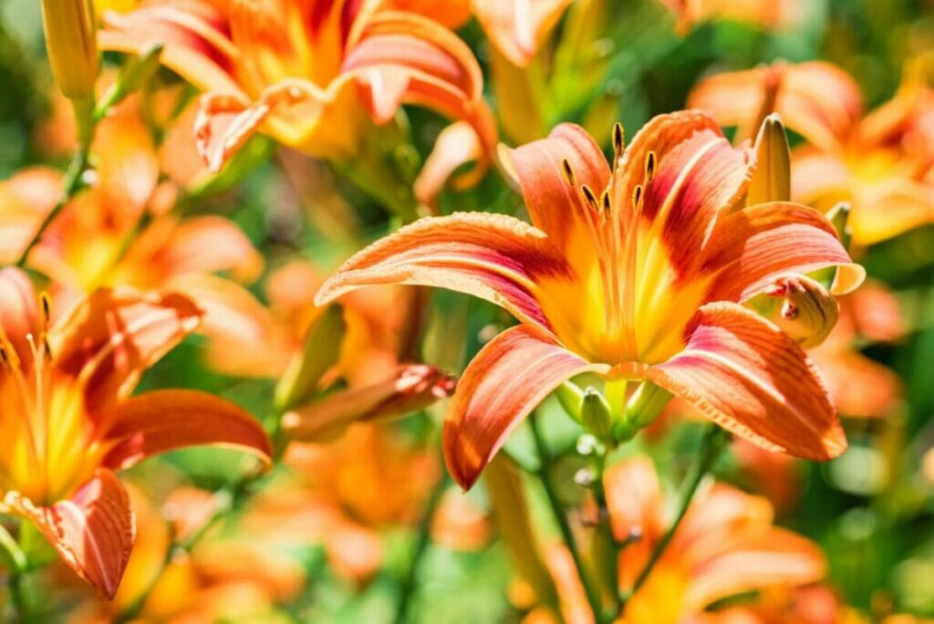 A propos des fleurs d'hémérocalles