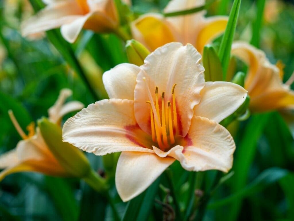 Fleurs d'hémérocalles dans le langage des fleurs de l'époque victorienne