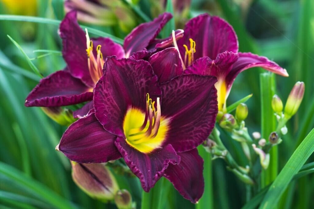 La signification, le symbolisme et l'importance culturelle des fleurs d'hémérocalles