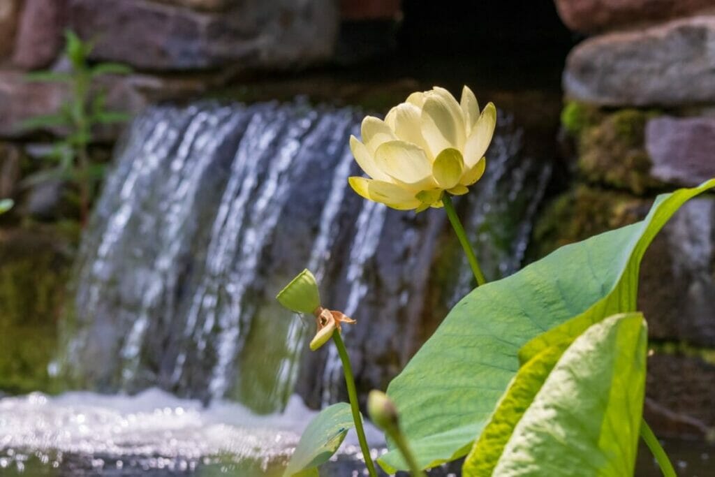 A propos des fleurs de lotus américain