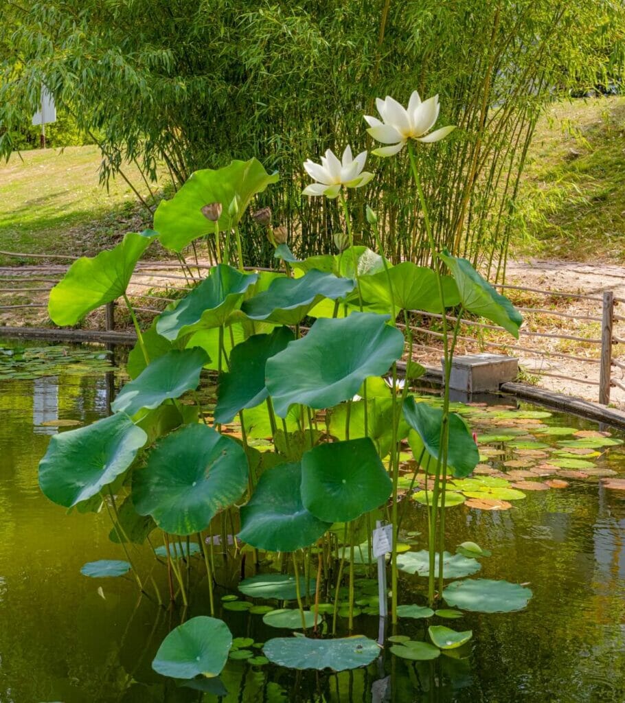 Utilisations et bienfaits des fleurs de lotus américain