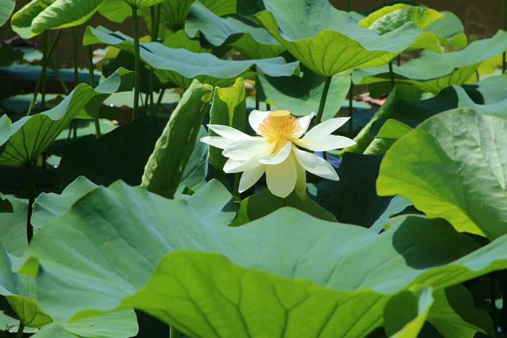 Occasions de cadeaux appropriées pour les fleurs de lotus américain
