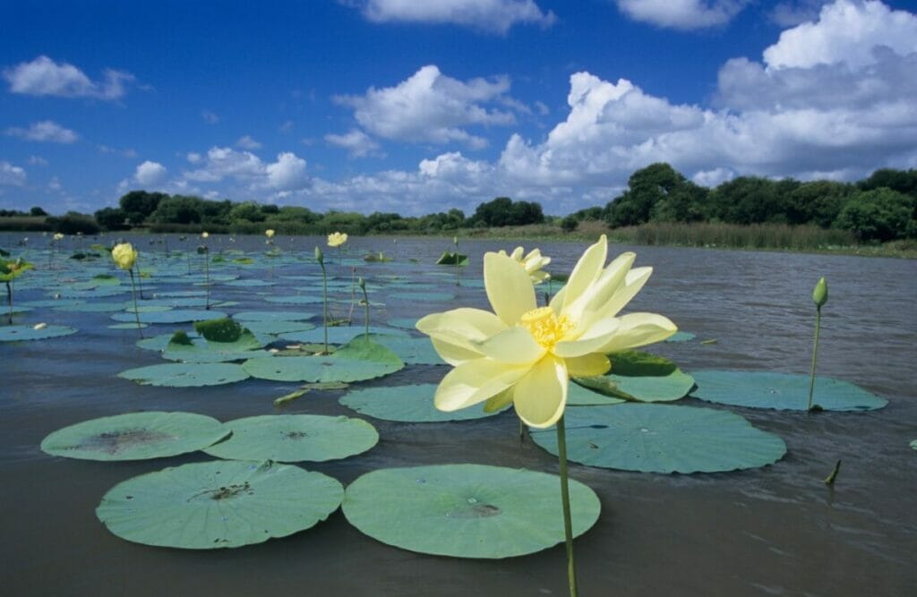 Les couleurs du lotus américain et leur signification symbolique
