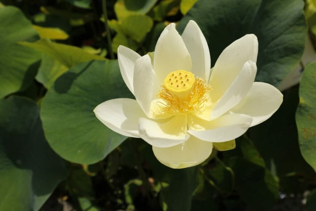 Festivals de lotus américains