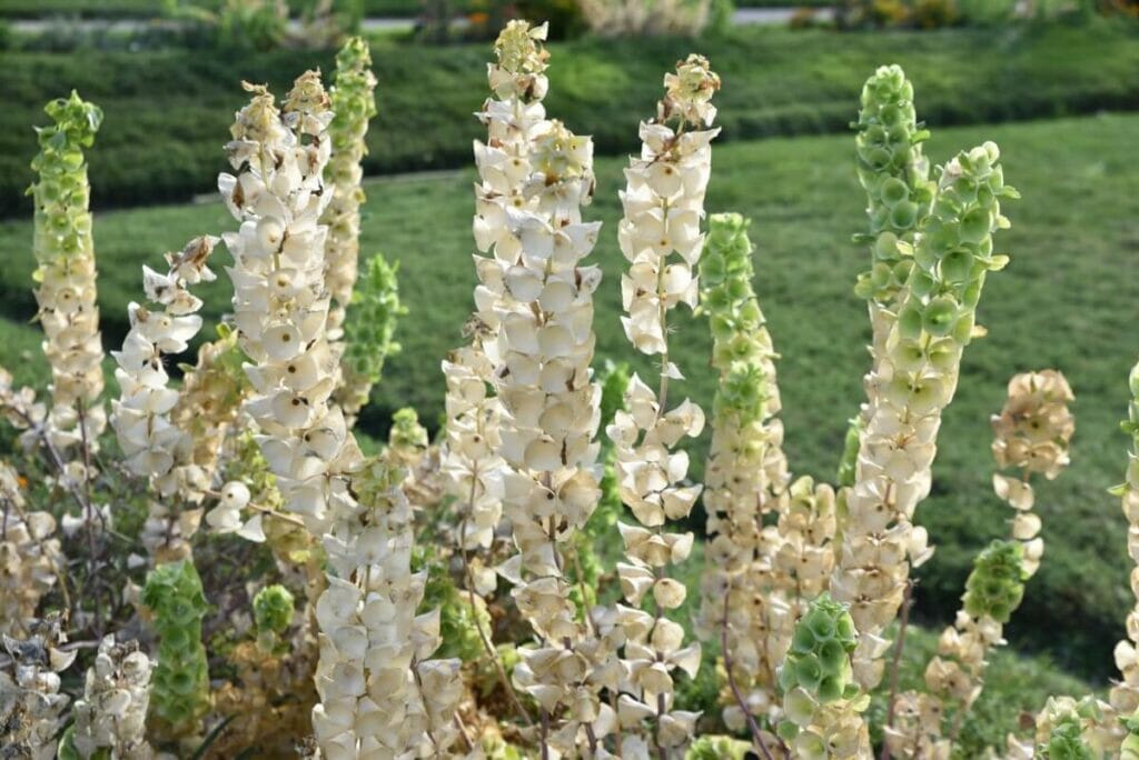 La signification, le symbolisme et l'importance culturelle des cloches d'Irlande