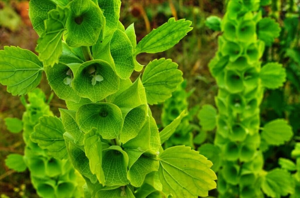 A propos de Bells of Ireland Flowers