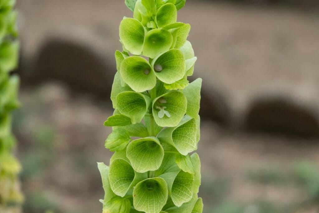 Célébrer la Saint-Patrick