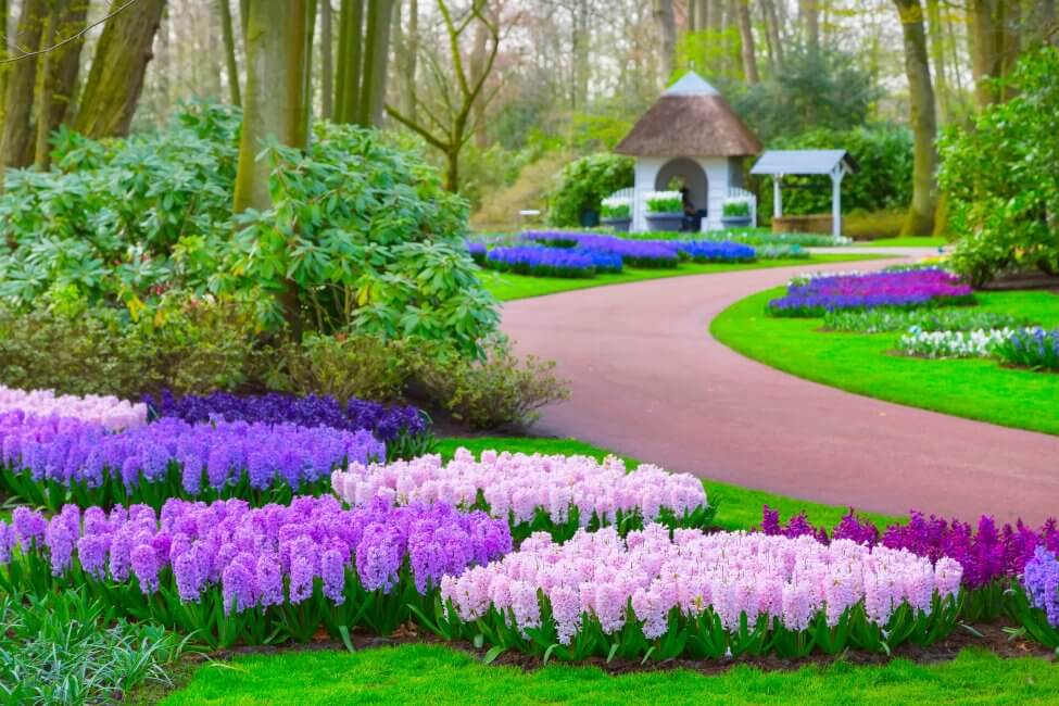 Types, espèces et cultivars de jacinthes populaires