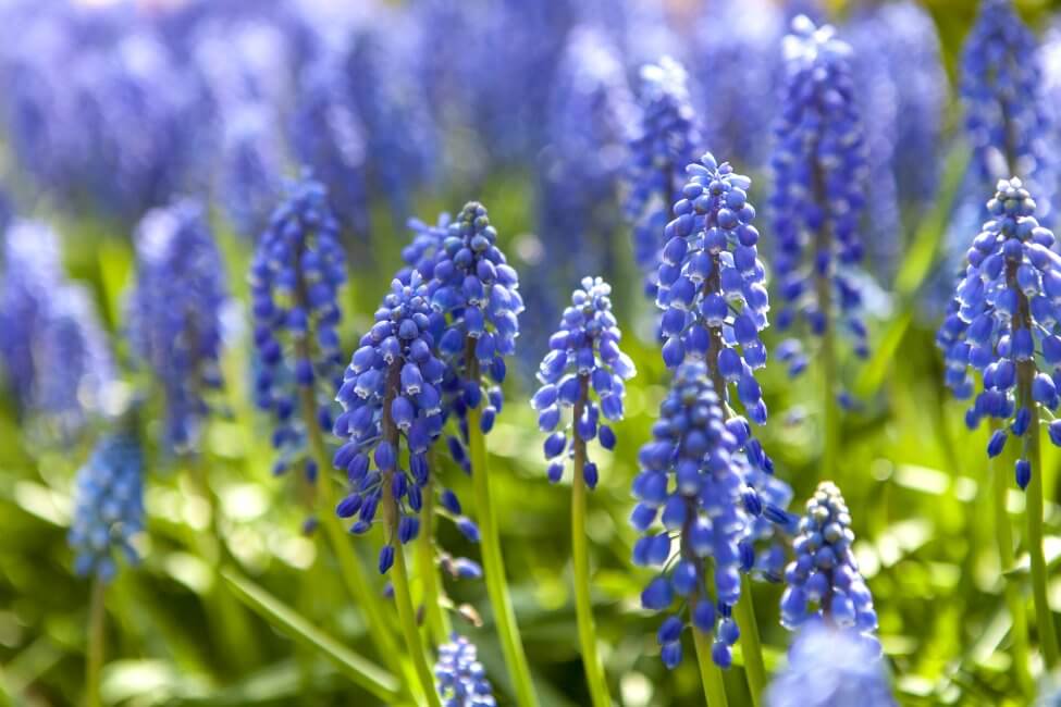 Signification de la fleur de jacinthe bleu clair