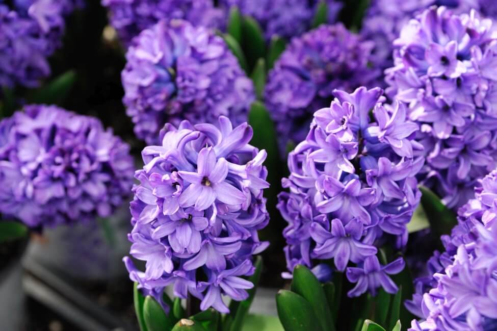 Signification de la fleur de jacinthe pourpre