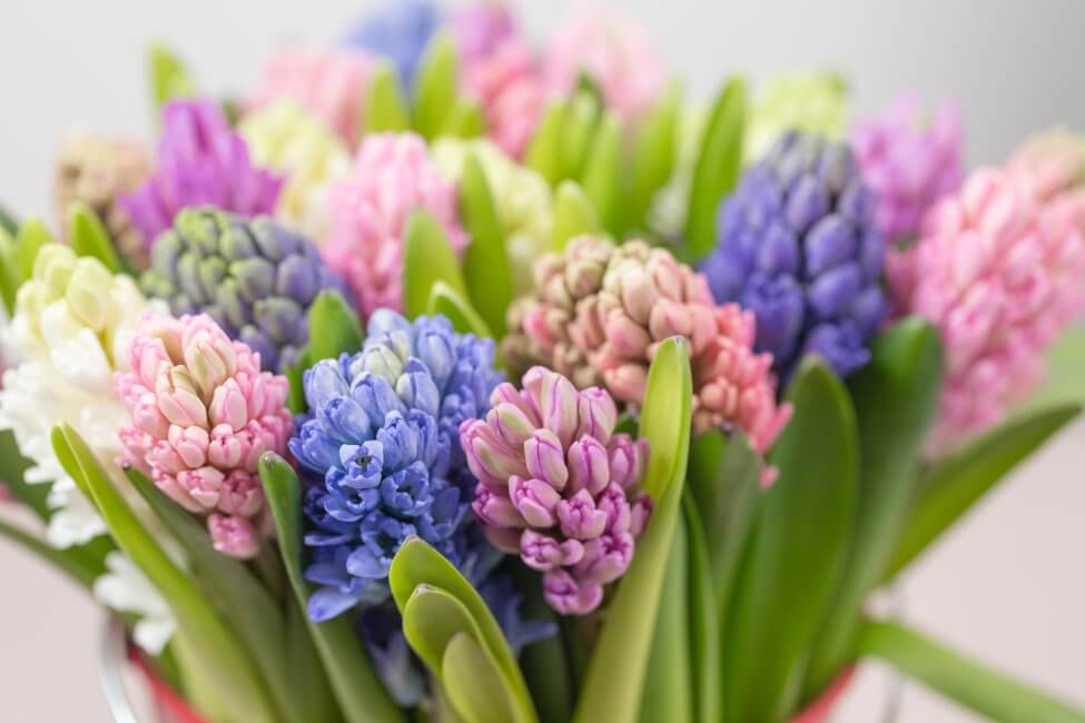 Comment prendre soin des fleurs de jacinthe fraîchement coupées à la maison