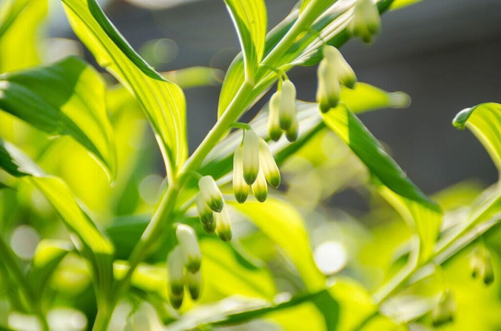 La signification, le symbolisme et l'importance culturelle des fleurs de sceau de Salomon