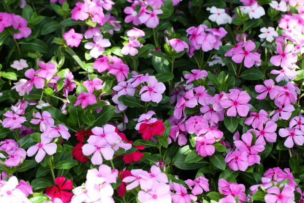 La signification, le symbolisme et l'importance culturelle des fleurs de pervenche