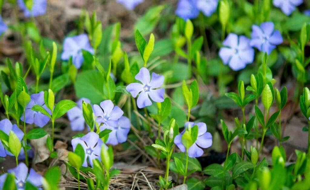 A propos des fleurs de pervenche