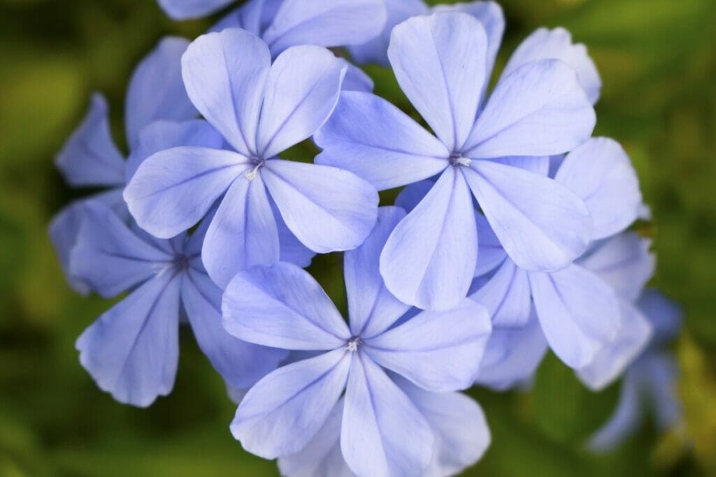 Types populaires de fleurs de pervenche