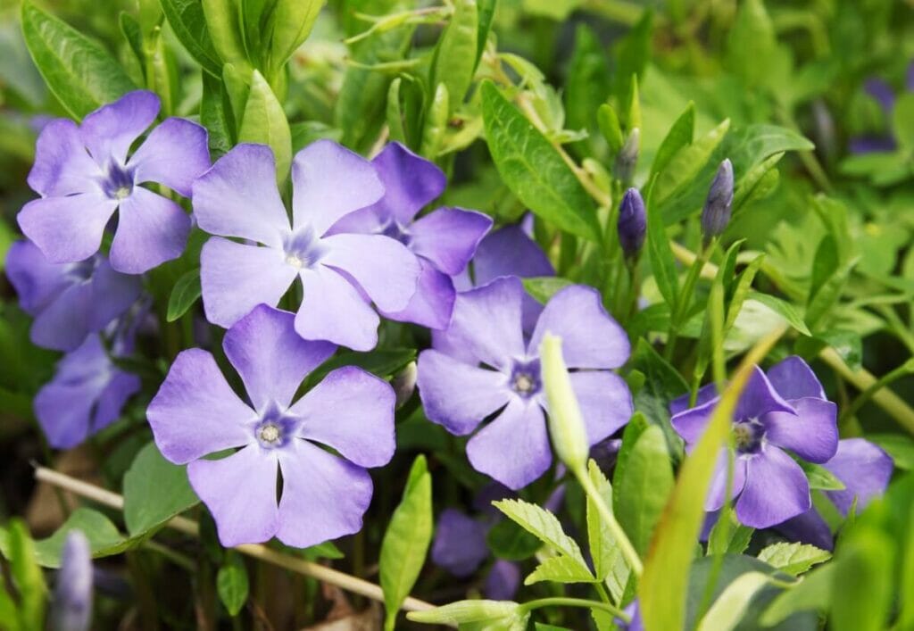 Utilisations et bienfaits des fleurs de pervenche
