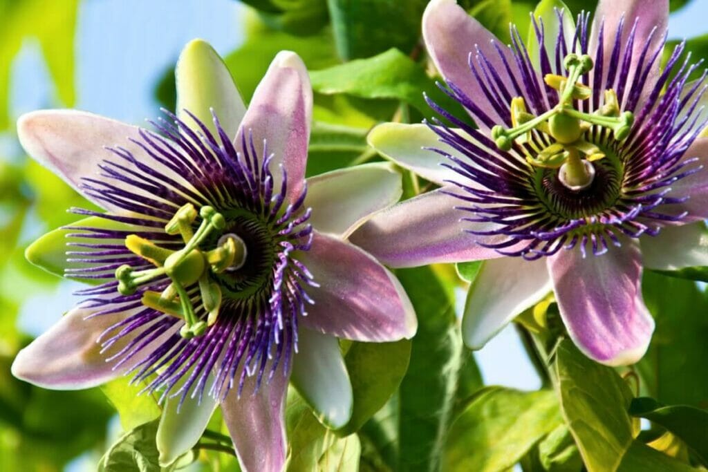 Les utilisations et les bienfaits de la fleur de la passion