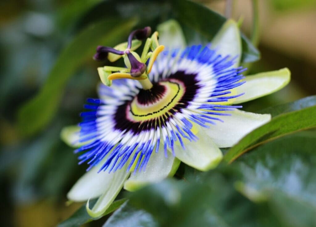 La signification, le symbolisme et l'importance culturelle des fleurs de la passion