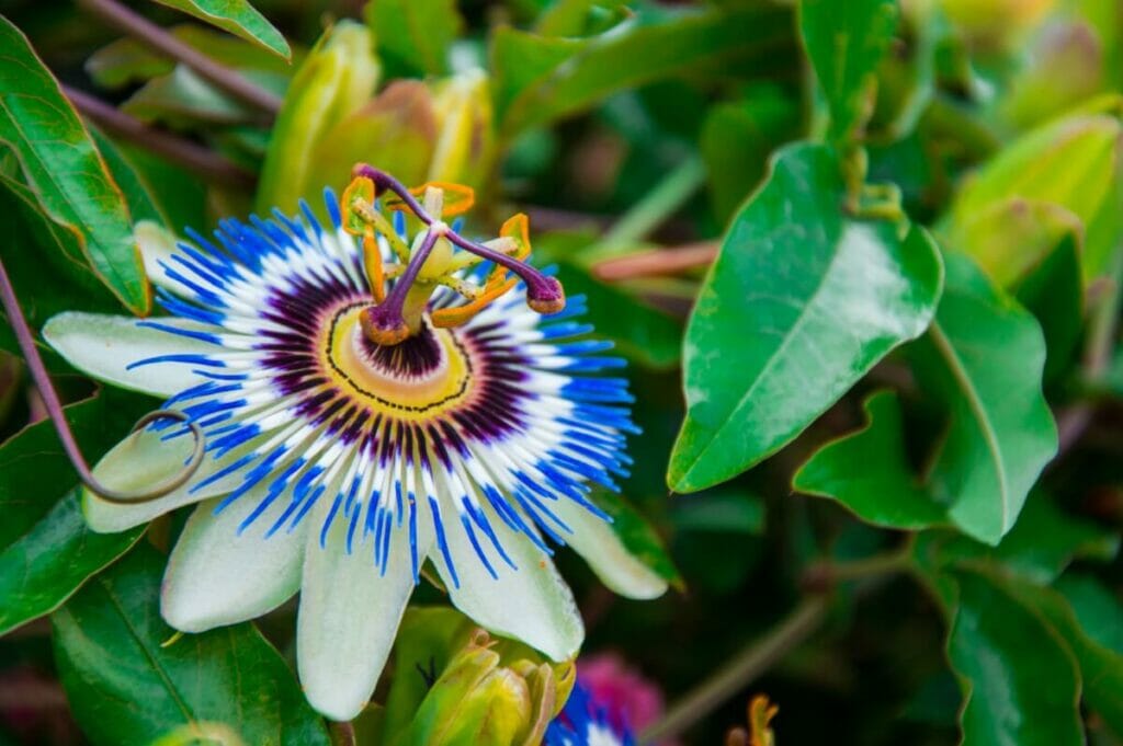 Occasions de cadeaux appropriées pour les fleurs de la passion
