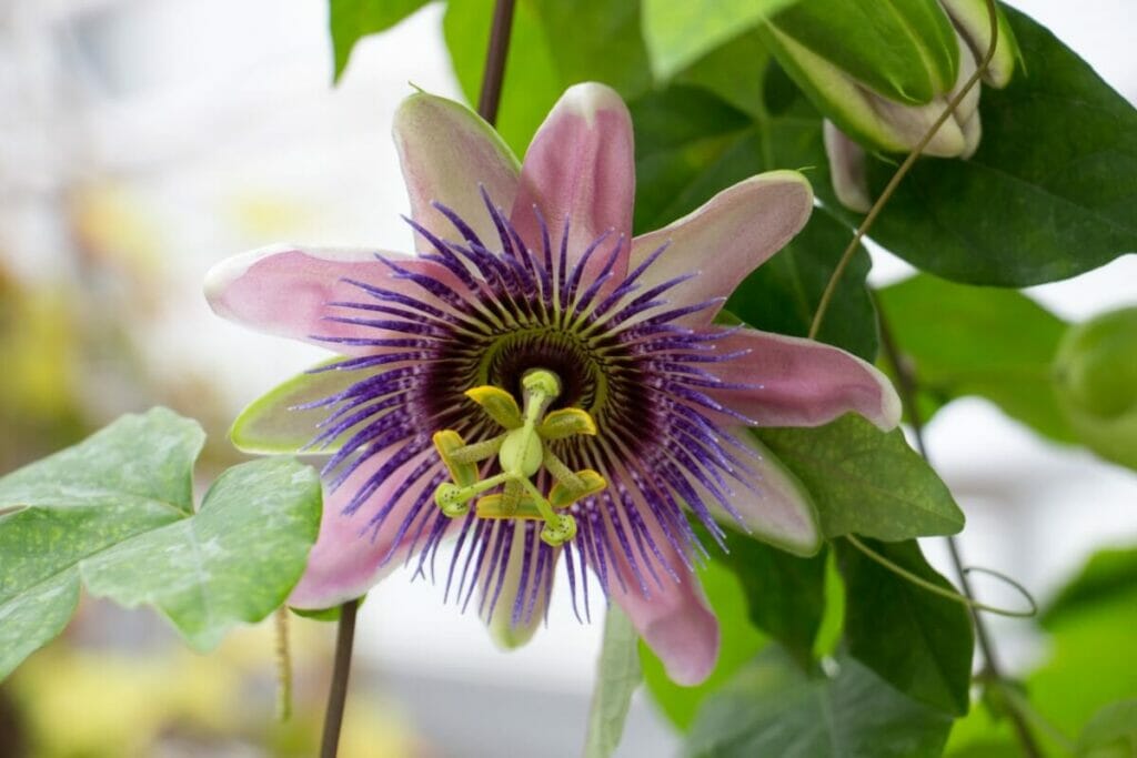 A propos des fleurs de la passion (Passiflora)
