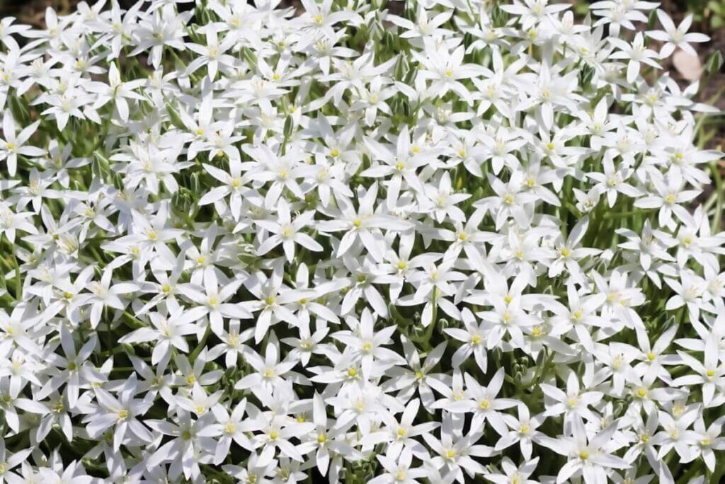 A propos de Star of Bethlehem Flowers