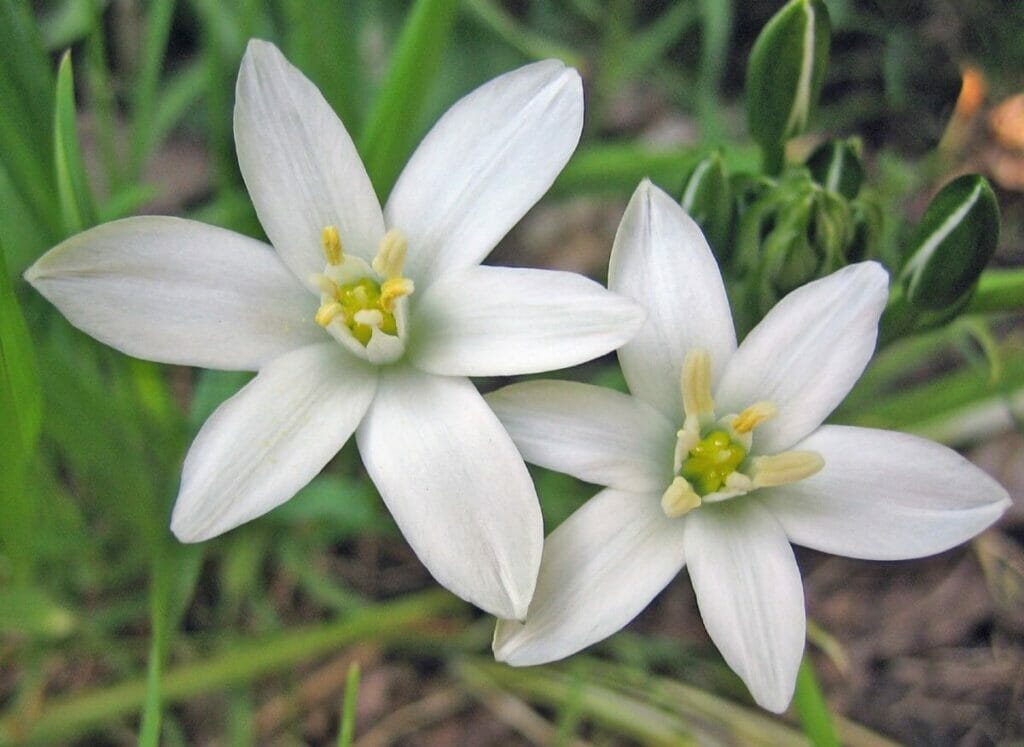 Quelle est la saison de ces fleurs ?