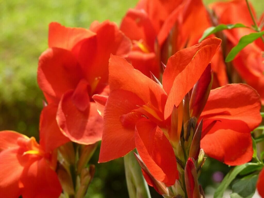 Les lys de Canna et la purification