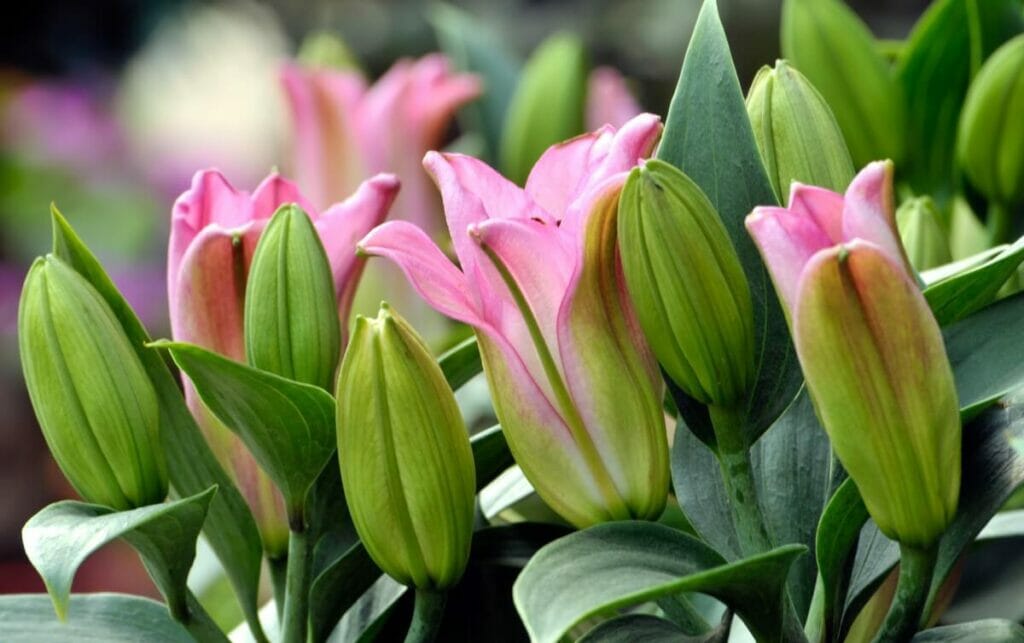 Occasions de cadeaux appropriées pour les fleurs de lys de Canna