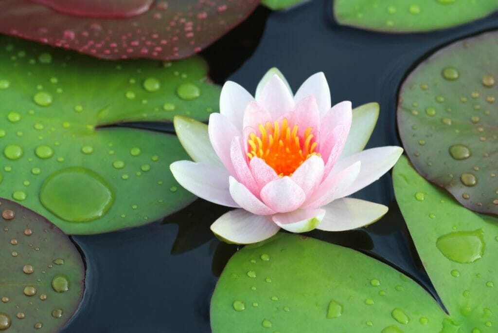 La signification, le symbolisme et l'importance culturelle des fleurs de nénuphar