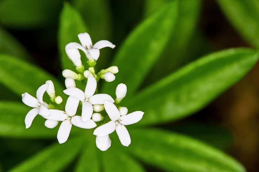 Signification et symbolisme de la fleur d'aspérule odorante