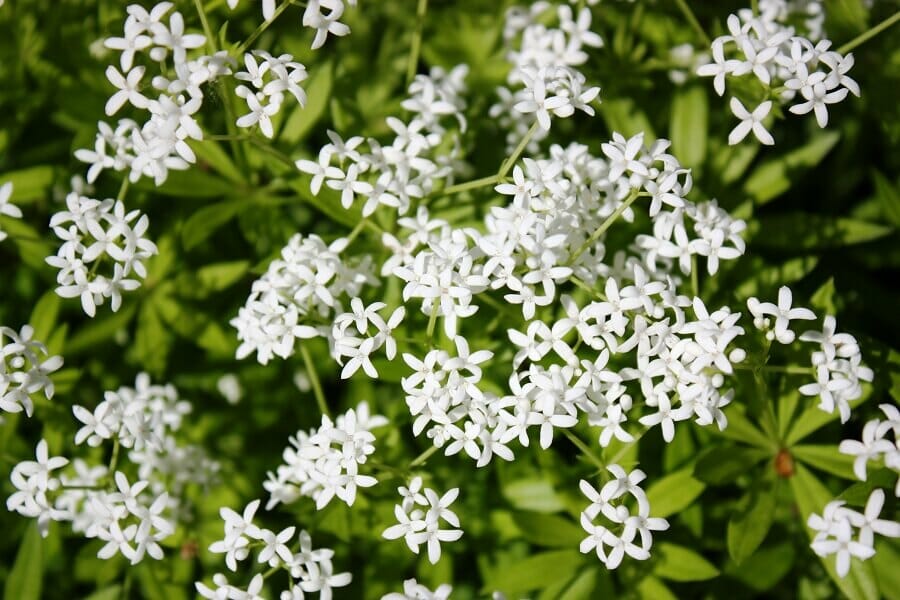 A propos de Sweet Woodruff Flowers