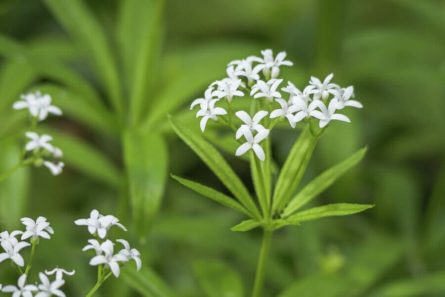 Types, espèces et cultivars populaires de fleurs d'aspérule odorante