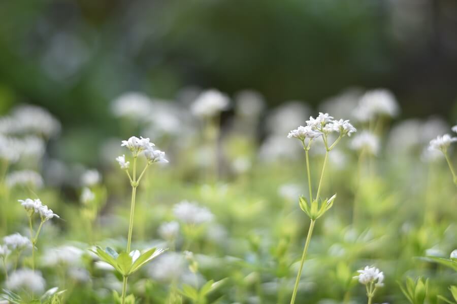 L'importance culturelle des fleurs d'aspérule odorante