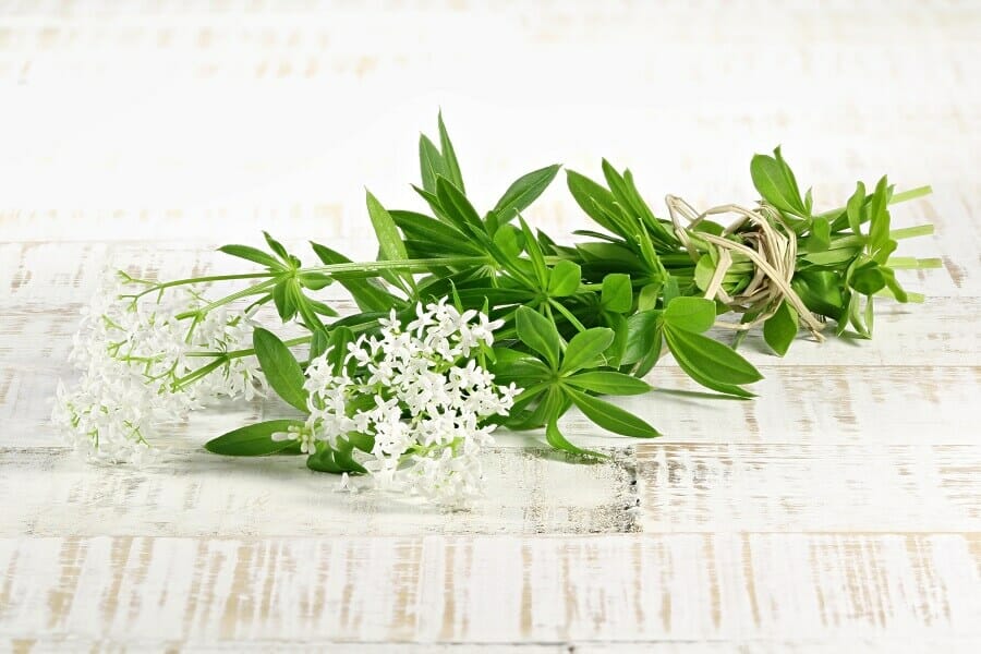 Occasions de cadeaux appropriées pour les fleurs d'aspérule odorante