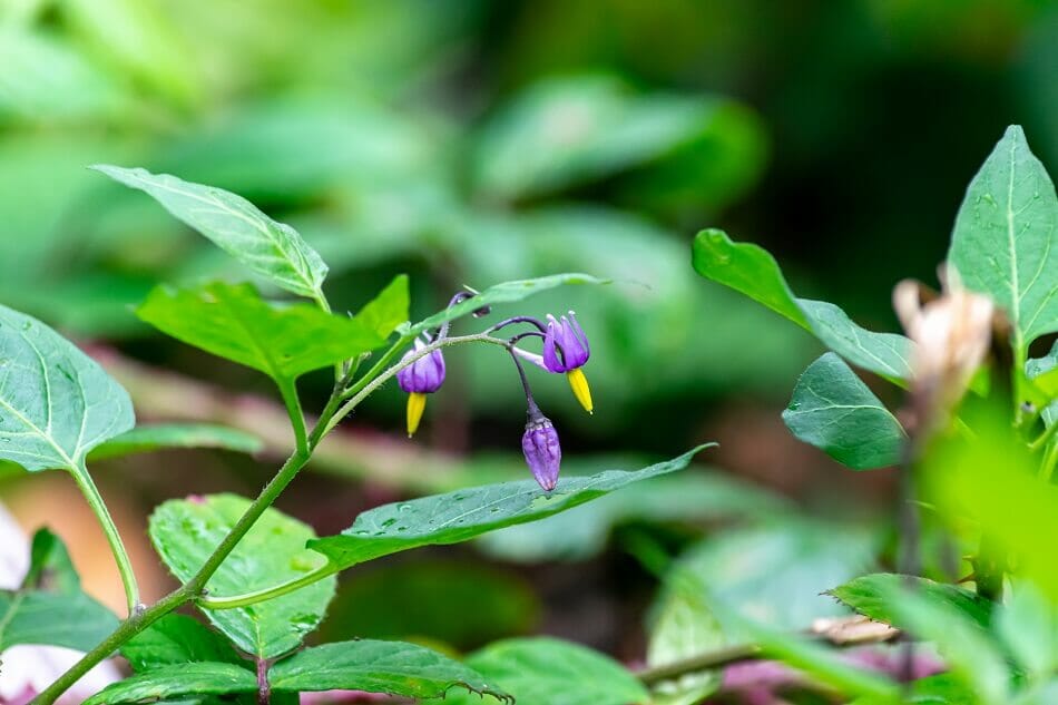 A propos de la morelle mortelle (Atropa belladonna)