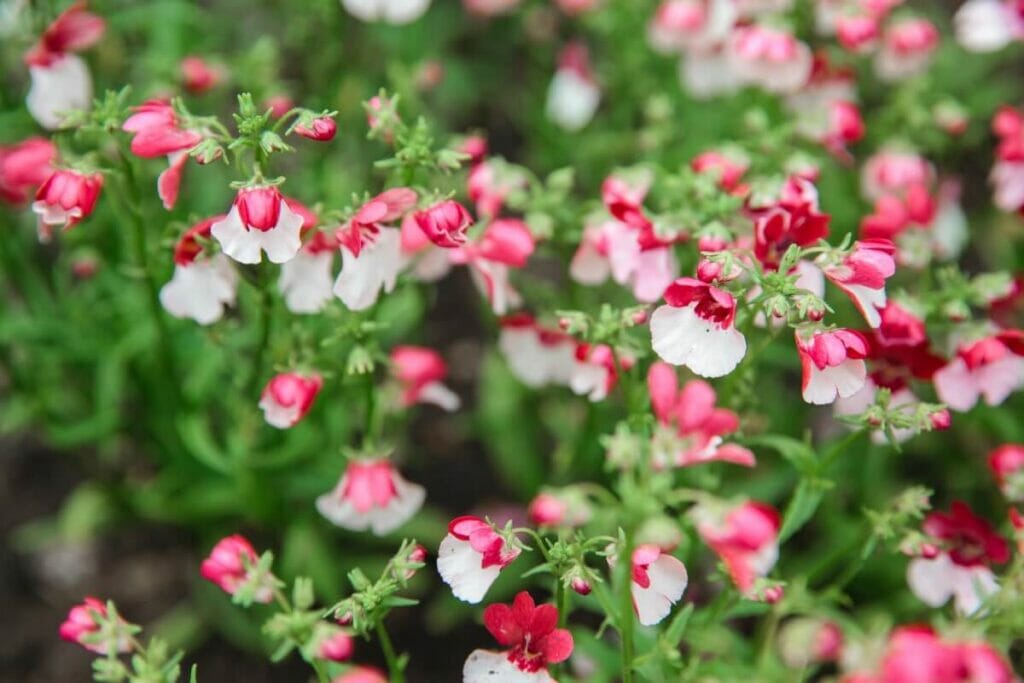 A propos de Nemesia Flowers