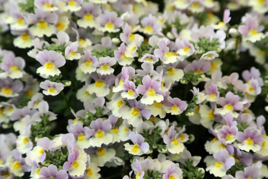 Les utilisations et les bienfaits de Nemesia