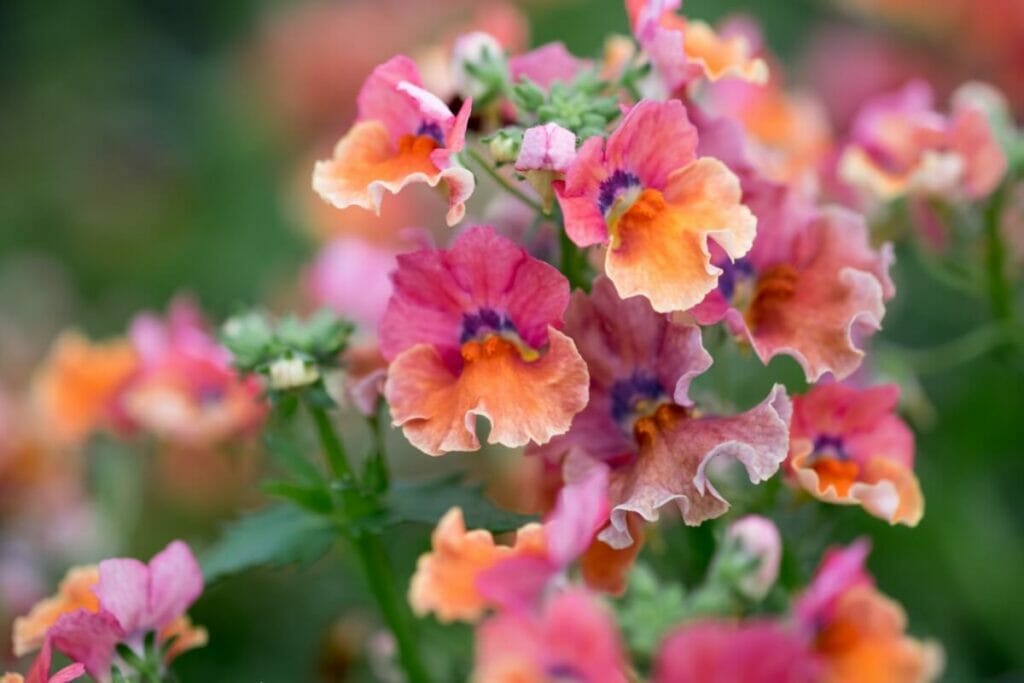 Occasions de cadeaux appropriées pour les fleurs de Nemesia