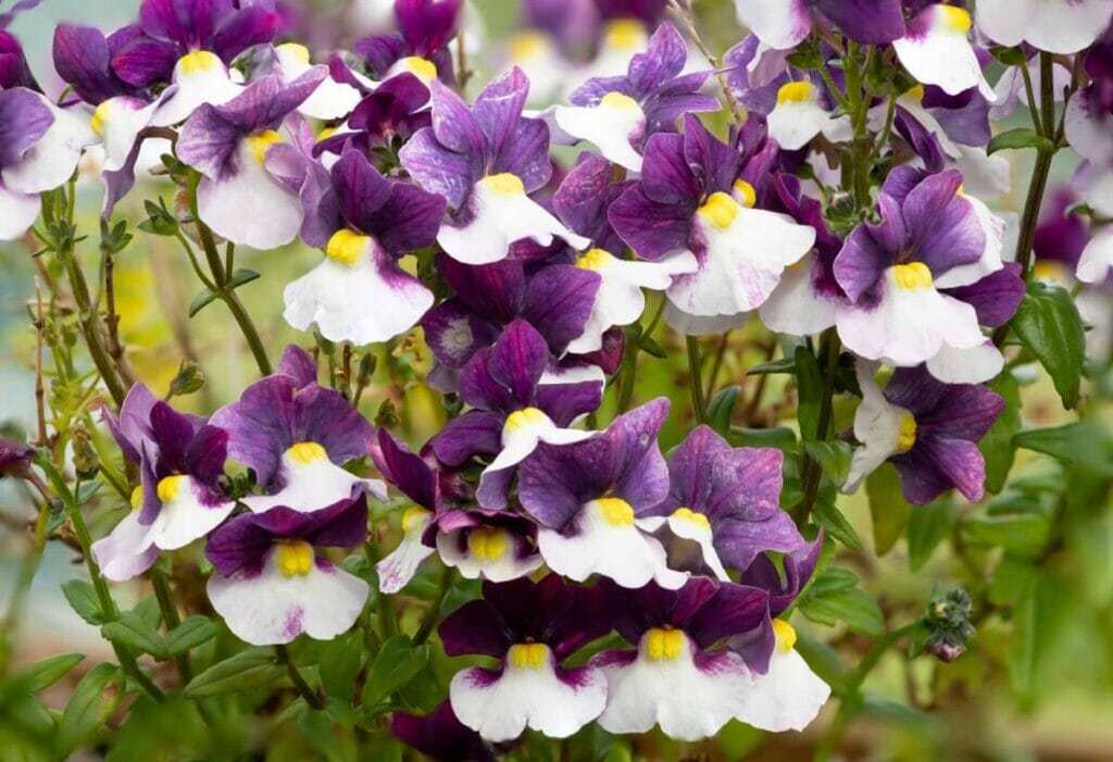 La signification, le symbolisme et l'importance culturelle des fleurs de némésia