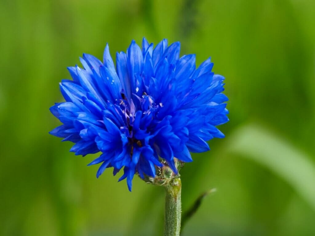 Bleuet Page De Garde Signification et symbolisme du bleuet dans le langage des fleurs