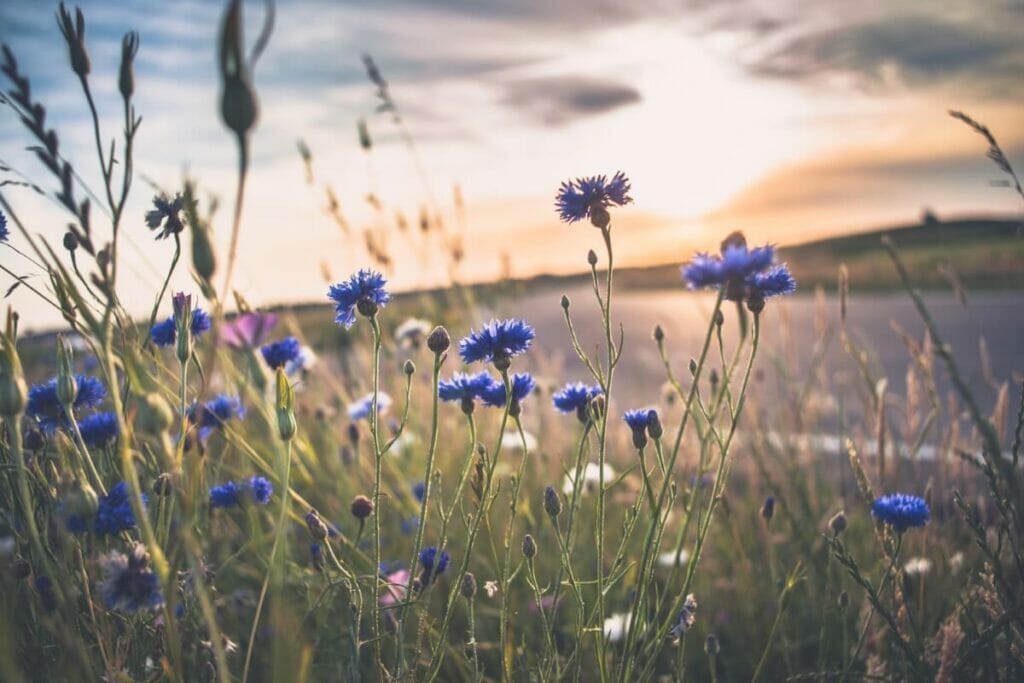 Utilisations et bienfaits des fleurs de bleuet