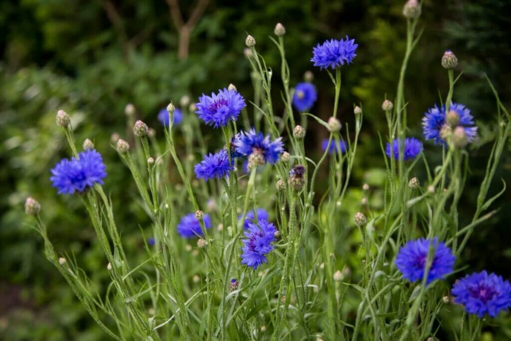 À propos des bleuets
