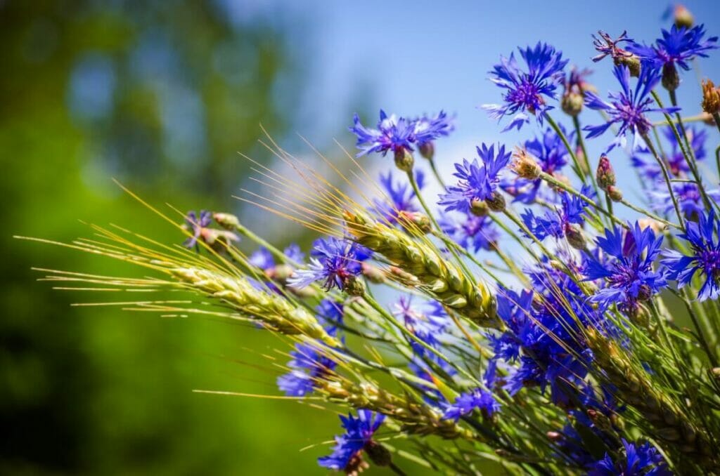La signification et le symbolisme du bleuet dans le langage des fleurs