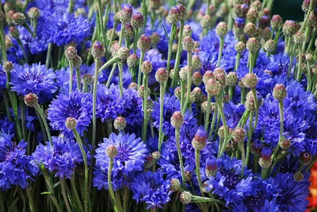 Occasions de cadeaux appropriées pour les fleurs de maïs